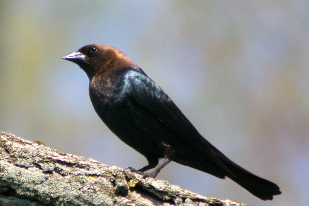 A bird with a brown head and black body stands on a tree limb.