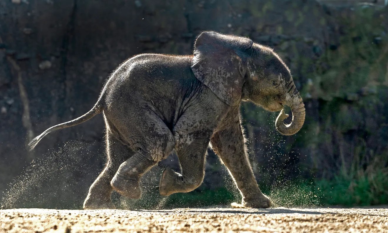 A baby elephant is speckled with dirt and water.