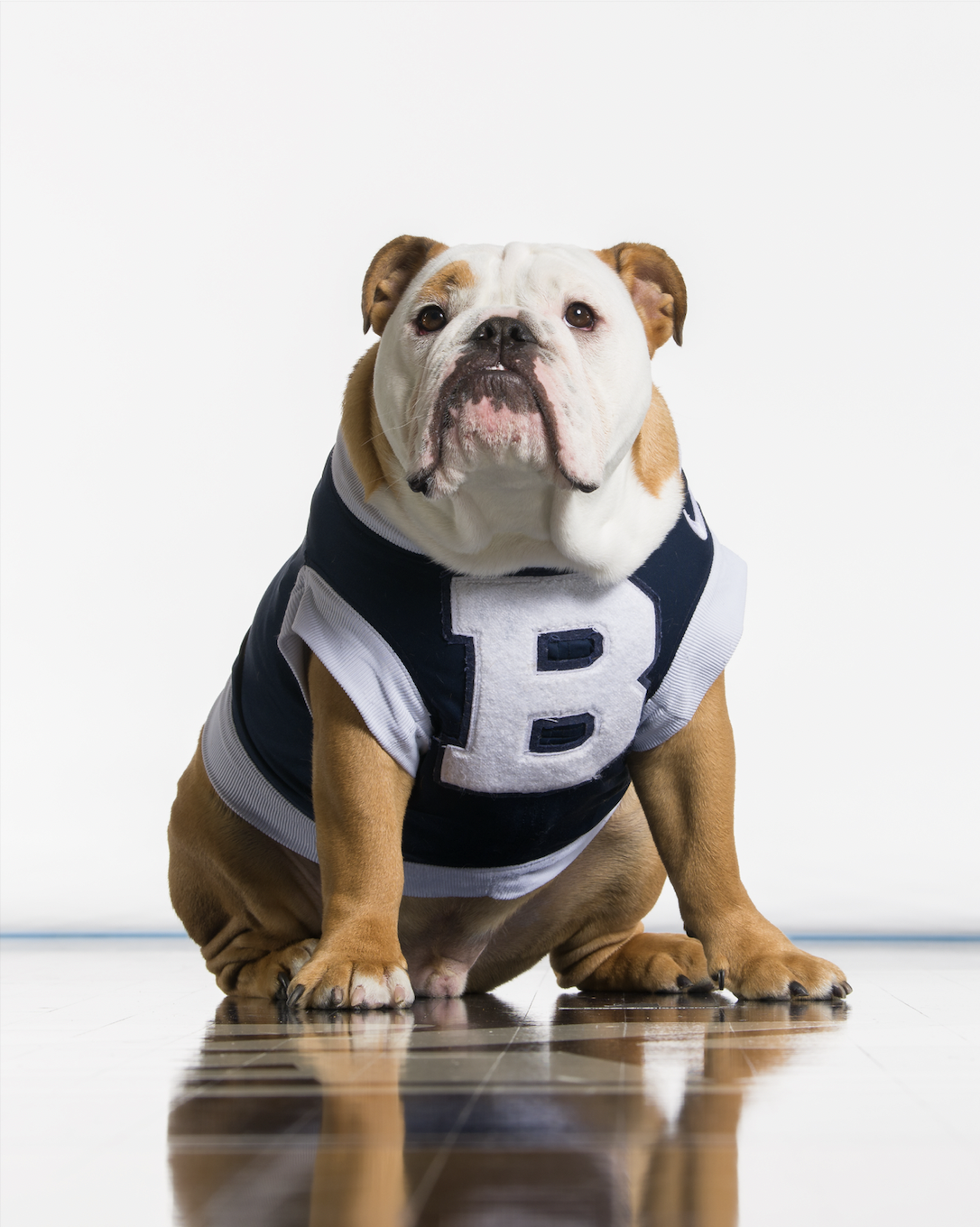 A brown and white English bulldog clad in a blue and white jersey emblazoned with a large white "B" sits patiently for his photo.