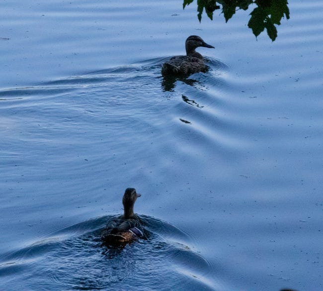 Ducks swim along the shoreline.