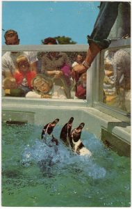 Penguins at the Indianapolis Zoo, ca. 1964