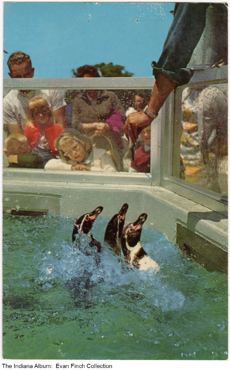 Three penguins splash in a pool with a glass front barrier around the top. People are looking at the penguins through the glass.