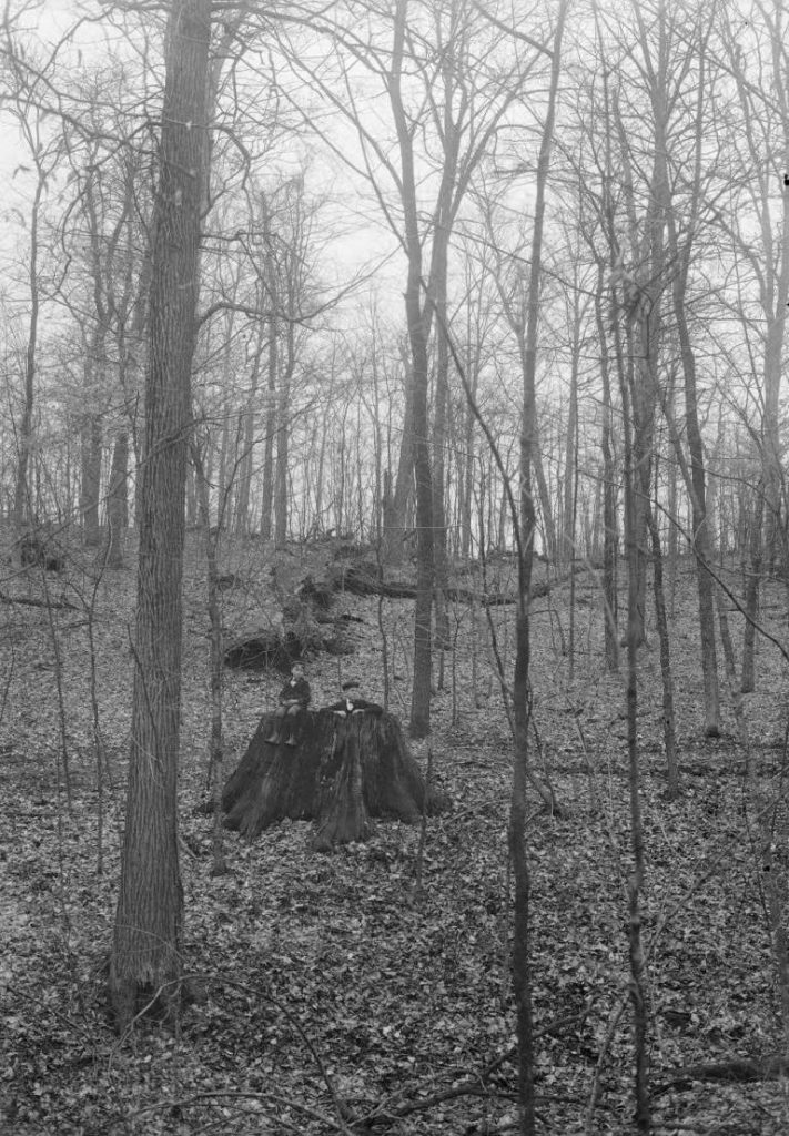 One boy sits on a giant tree stump, while another boy leans on it in Woollen's Garden.