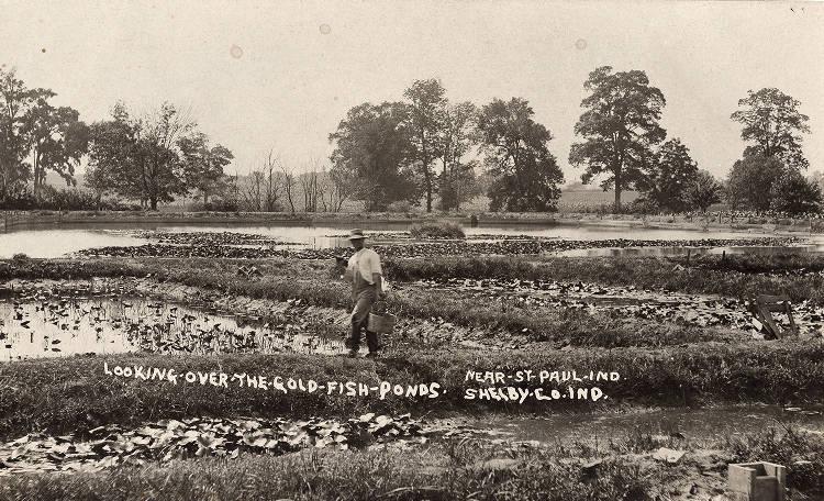 A man in waders stands in the middle of a series of ponds. 