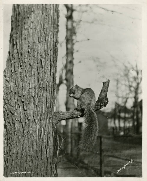 Squirrel Migrations