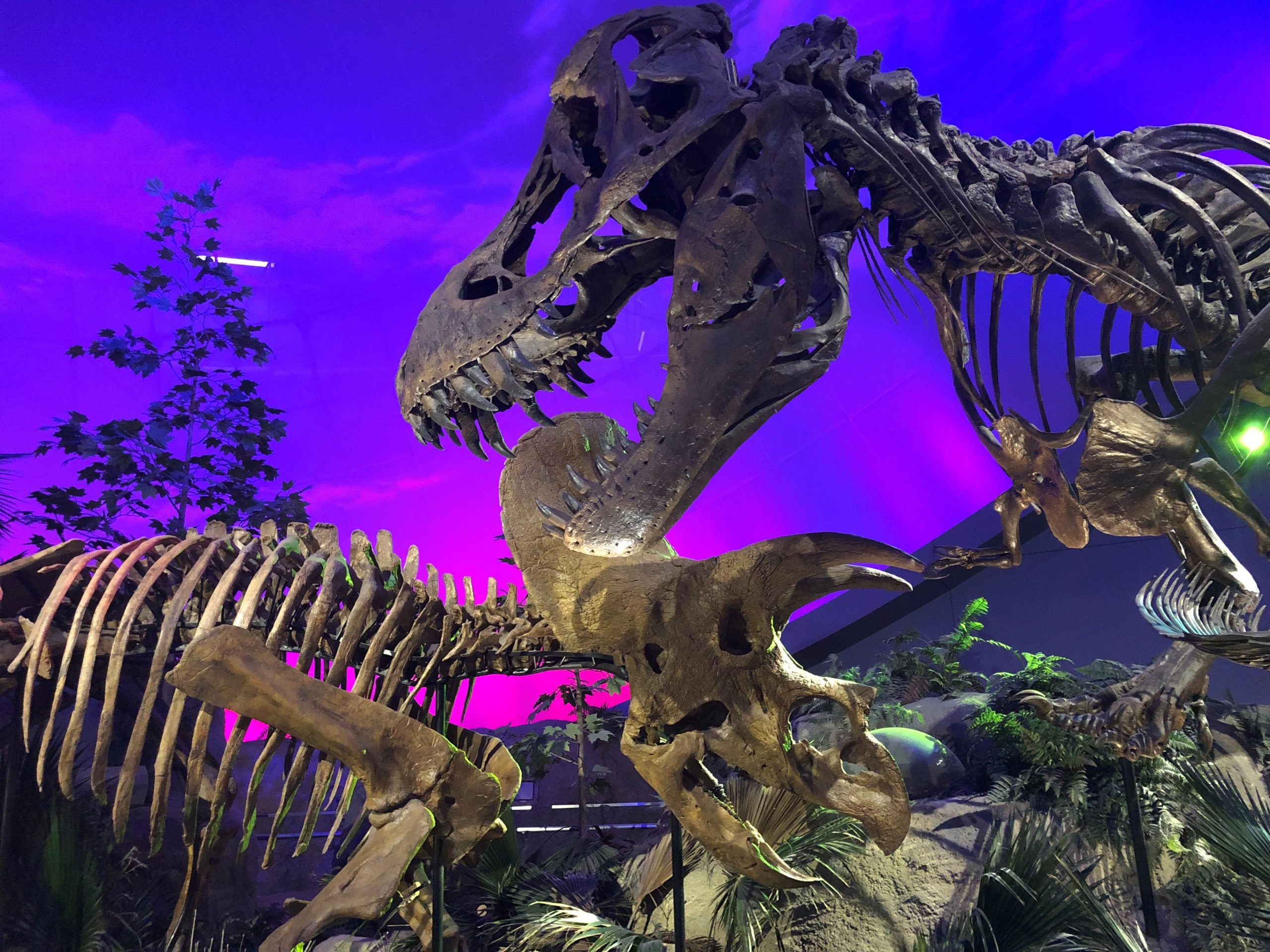 A T-Rex skeleton is posed as though it is attacking a triceratops.