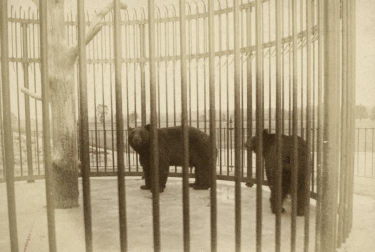 Two bears are housed in a circular cage with one tree in the center.