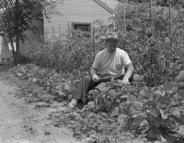 A man is sitting in a row of crops and picking fruit or vegetable. 