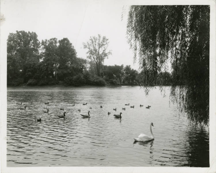 Swans, geese, and ducks float on a body of water. 
