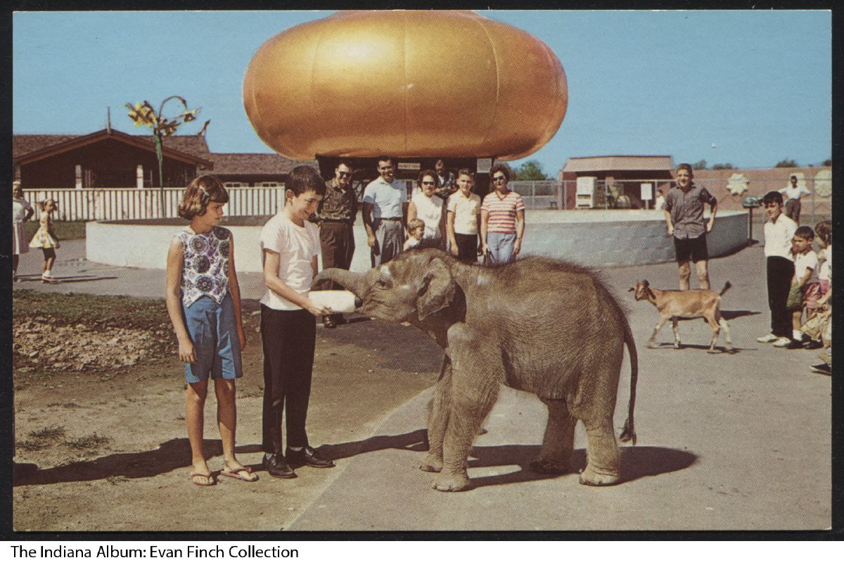 Two children feed a bottle to a baby elephant. People watch in the background. 