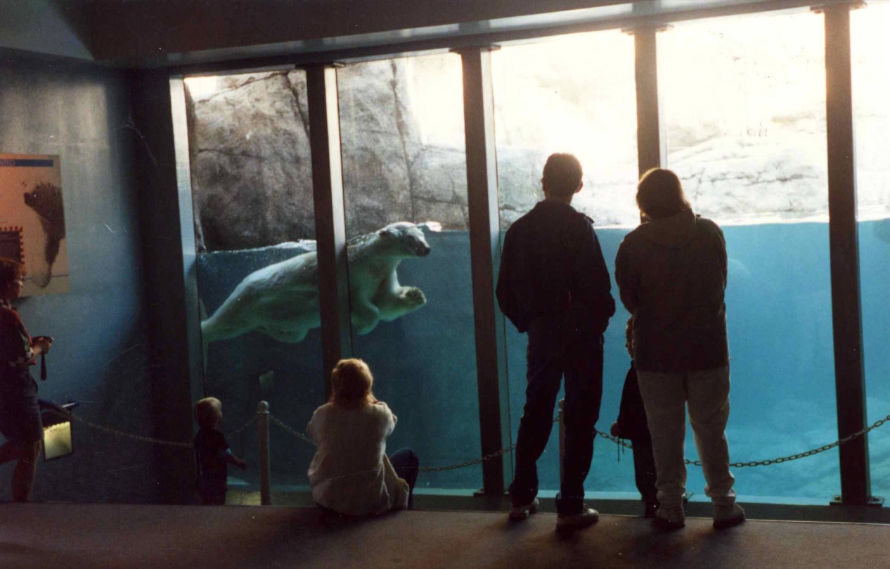 Several people watch a polar bear swim through water. 