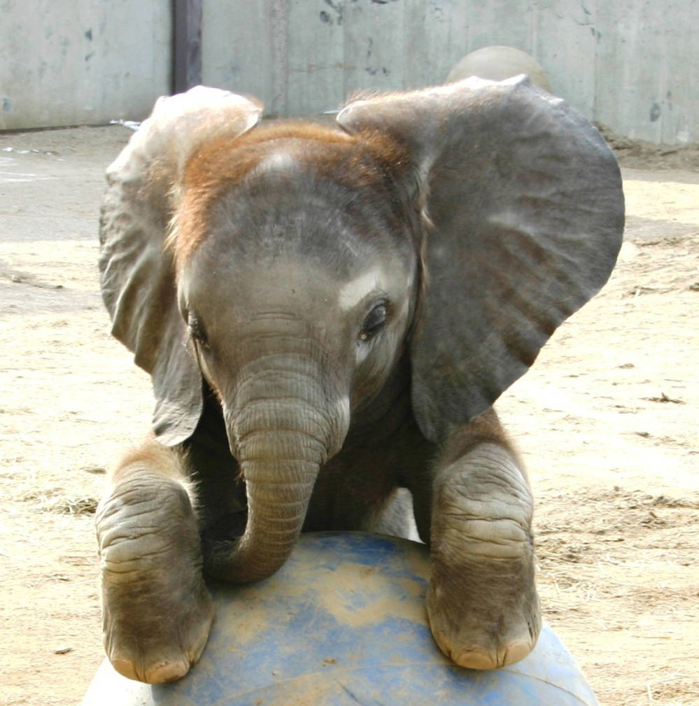 A baby elephant is playing with a large ball. 